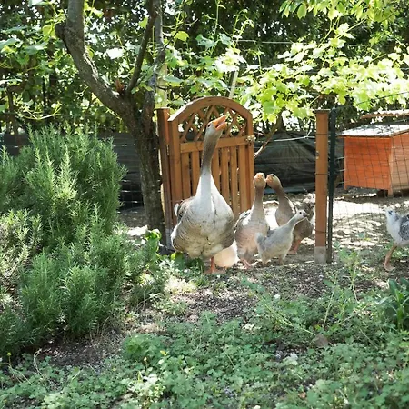 B&B Il giardino degli incanti-3